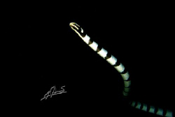 Banded Seasnake ascending for some air... by Adriano Trapani 